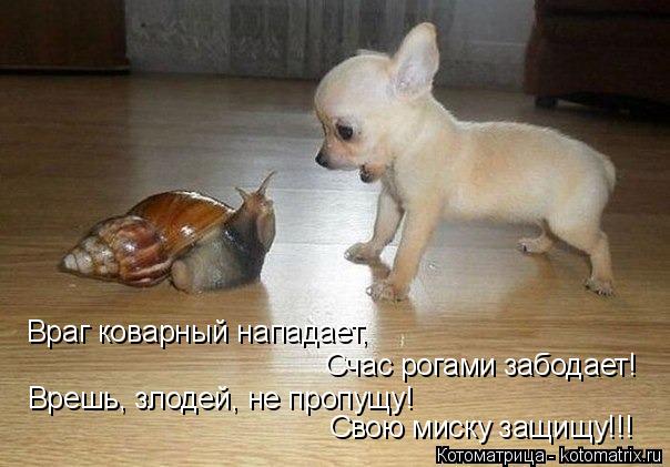 Враг коварный нападает, Счас рогами забодает! Врешь, злодей, не пропущу! Свою миску защищу!!!... Котоматрица: Враг коварный нападает, Счас рогами забодает! Врешь, злодей, не пропущу! Свою миску защищу!!!