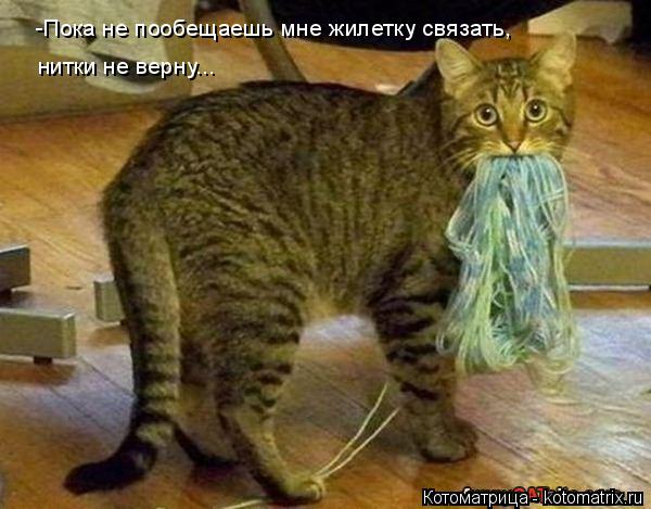 -Пока не пообещаешь мне жилетку связать, нитки не верну...... Котоматрица: -Пока не пообещаешь мне жилетку связать, нитки не верну...