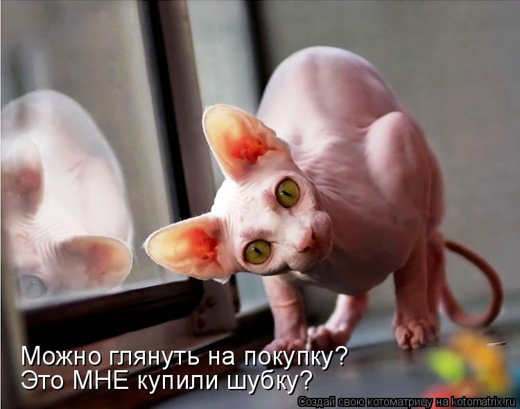Можно глянуть на покупку? Это МНЕ купили шубку?... Котоматрица: Можно глянуть на покупку? Это МНЕ купили шубку?