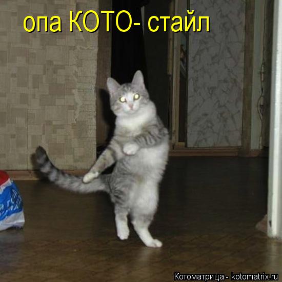 опа КОТО- стайл... Котоматрица: опа КОТО- стайл