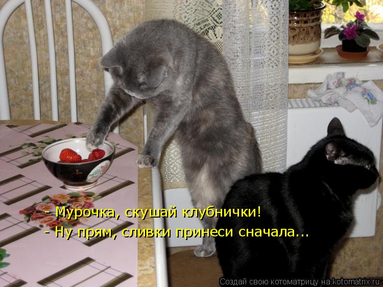 Котоматрица: - Мурочка, скушай клубнички! - Ну прям, сливки принеси сначала...