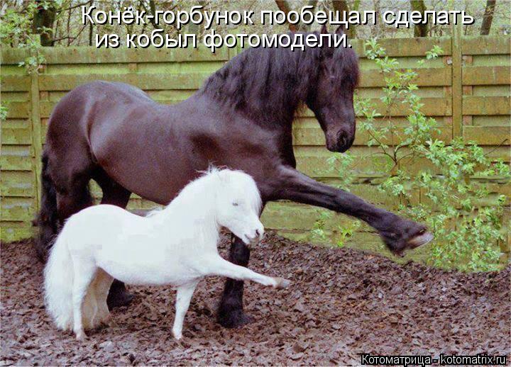 Котоматрица: Конёк-горбунок пообещал сделать  из кобыл фотомодели.