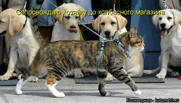 Сопровождаю хозяйку до колбасного магазина... Котоматрица: Сопровождаю хозяйку до колбасного магазина