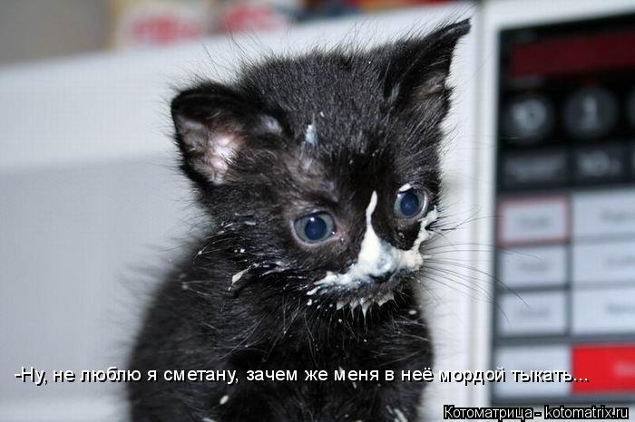 -Ну, не люблю я сметану, зачем же меня в неё мордой тыкать...... Котоматрица: -Ну, не люблю я сметану, зачем же меня в неё мордой тыкать...