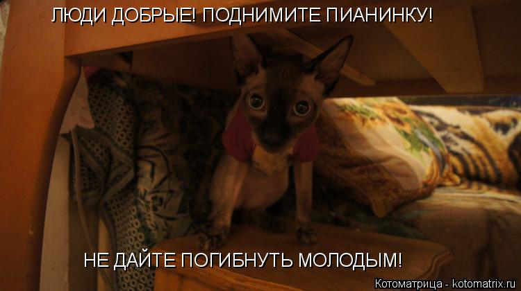 Котоматрица: ЛЮДИ ДОБРЫЕ! ПОДНИМИТЕ ПИАНИНКУ! НЕ ДАЙТЕ ПОГИБНУТЬ МОЛОДЫМ!