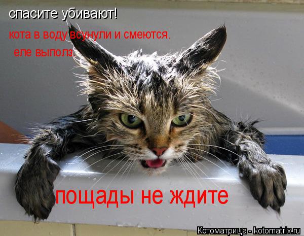 Котоматрица: спасите убивают! спасите убивают! кота в воду всунули и смеются.  еле выполз.  пощады не ждите