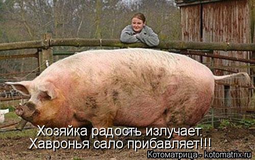 Хозяйка радость излучает. Хавронья сало прибавляет!!!... Котоматрица: Хозяйка радость излучает. Хавронья сало прибавляет!!!