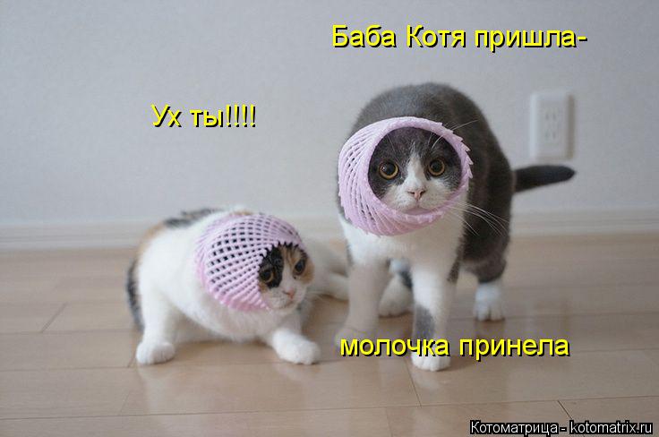 Котоматрица: Ух ты!!!! Баба Котя пришла- молочка принела