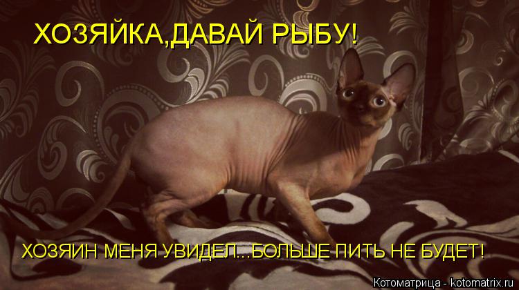 Котоматрица: ХОЗЯЙКА,ДАВАЙ РЫБУ! ХОЗЯИН МЕНЯ УВИДЕЛ...БОЛЬШЕ ПИТЬ НЕ БУДЕТ!