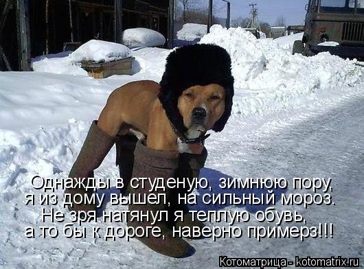 Котоматрица: Однажды в студеную, зимнюю пору, я из дому вышел, на сильный мороз. Не зря натянул я теплую обувь,  а то бы к дороге, наверно примерз!!!