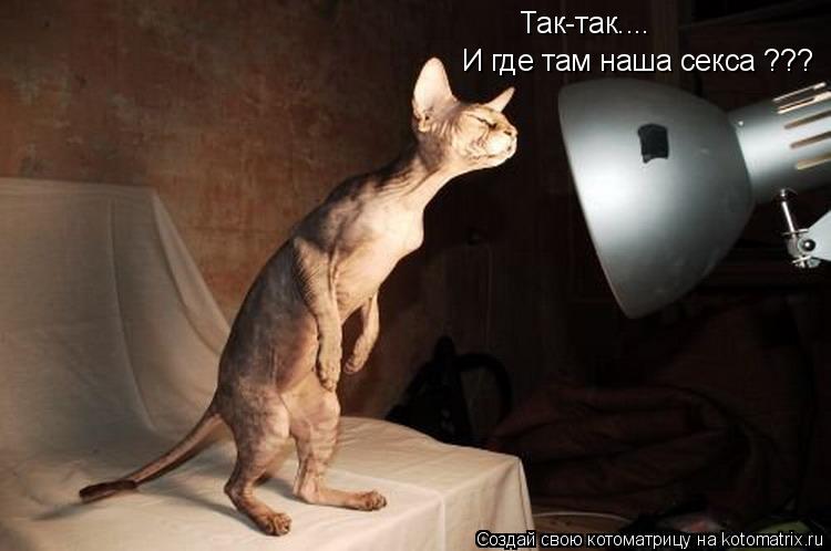 Так-так.... И где там наша секса ???... Котоматрица: Так-так.... И где там наша секса ???