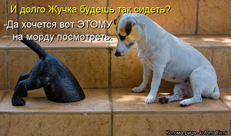 Котоматрица: И долго Жучка будешь так сидеть? -Да хочется вот ЭТОМУ  на морду посмотреть.