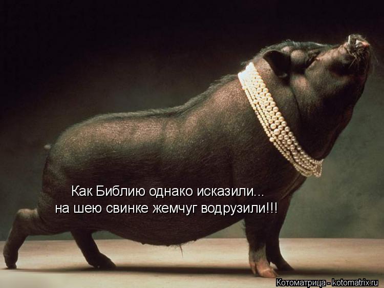 Как Библию однако исказили... на шею свинке жемчуг водрузили!!!... Котоматрица: Как Библию однако исказили... на шею свинке жемчуг водрузили!!!