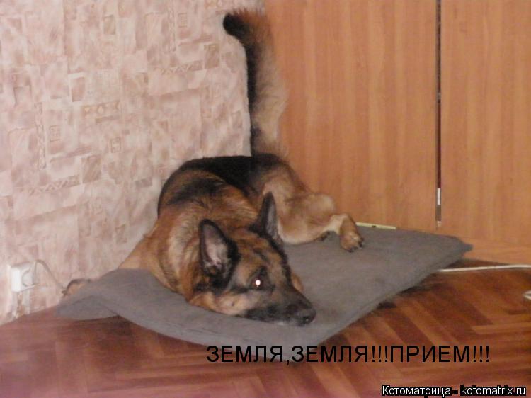 Котоматрица: ЗЕМЛЯ,ЗЕМЛЯ!!!ПРИЕМ!!!