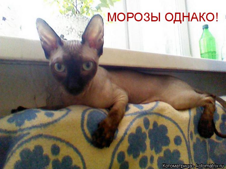 Котоматрица: МОРОЗЫ ОДНАКО!