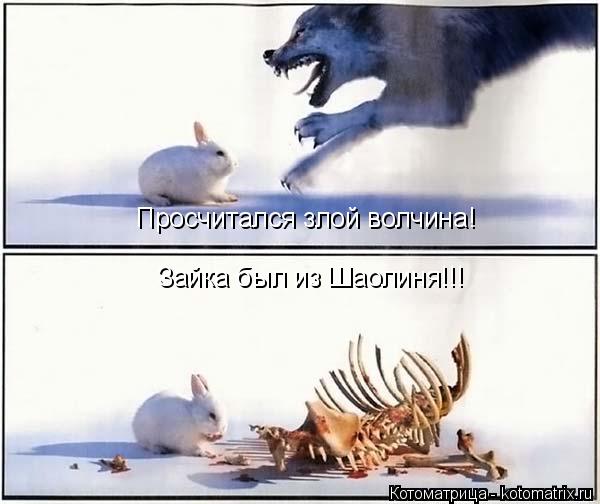 Просчитался злой волчина! Зайка был из Шаолиня!!!... Котоматрица: Просчитался злой волчина! Зайка был из Шаолиня!!!