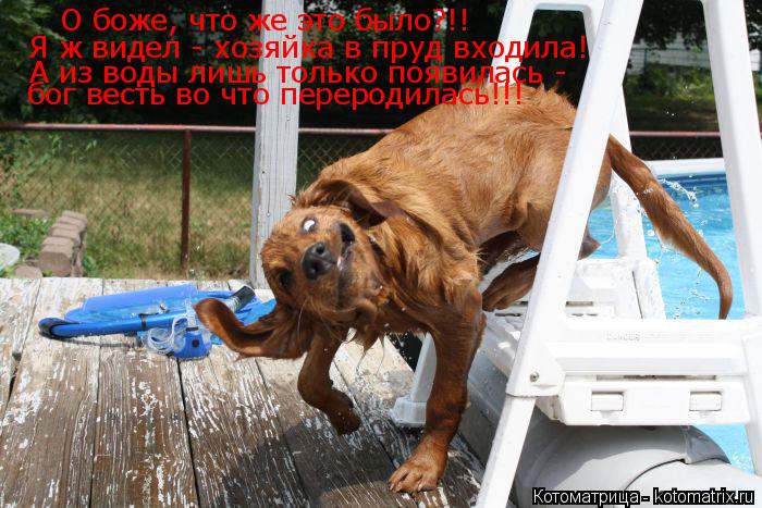 О боже, что же это было?!! Я ж видел - хозяйка в пруд входила! А из воды лишь только появилась - бог... Котоматрица: О боже, что же это было?!! Я ж видел - хозяйка в пруд входила! А из воды лишь только появилась - бог весть во что переродилась!!!