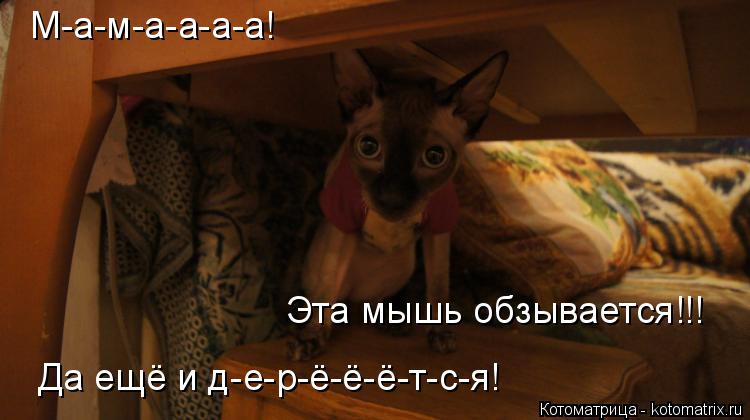 Котоматрица: М-а-м-а-а-а-а! Эта мышь обзывается!!! Да ещё и д-е-р-ё-ё-ё-т-с-я!