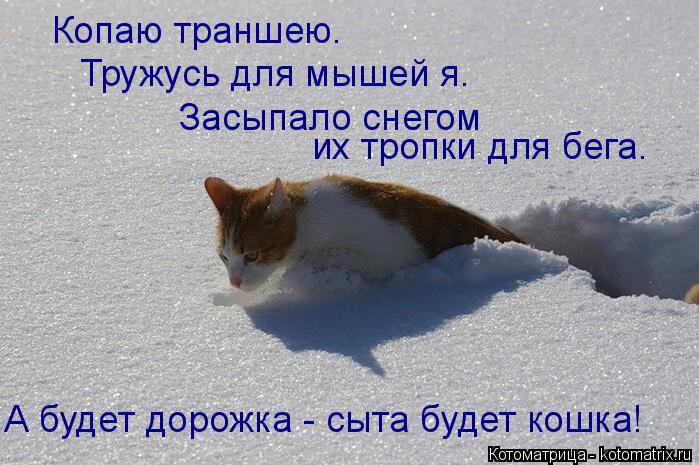 Котоматрица: Копаю траншею. Тружусь для мышей я. Засыпало снегом их тропки для бега. А будет дорожка - сыта будет кошка!