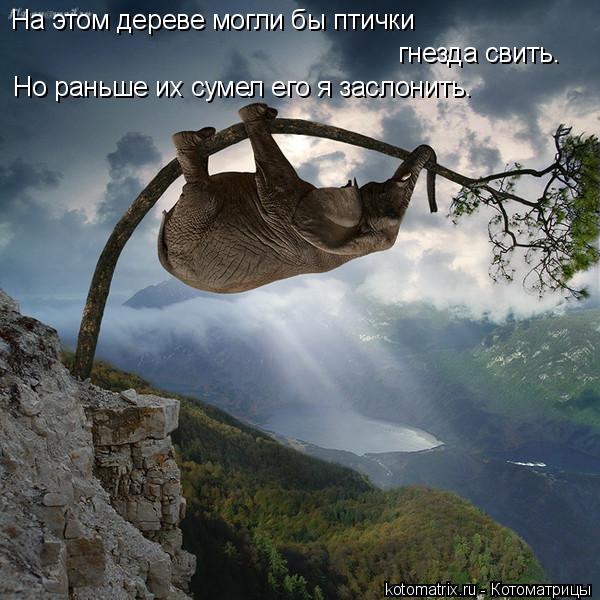 На этом дереве могли бы птички гнезда свить. Но раньше их сумел его я заслонить.... Котоматрица: На этом дереве могли бы птички гнезда свить. Но раньше их сумел его я заслонить.