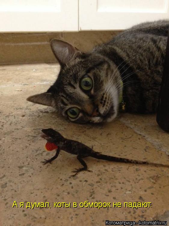 Котоматрица: А я думал, коты в обморок не падают.
