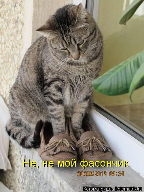 Не, не мой фасончик... Котоматрица: Не, не мой фасончик