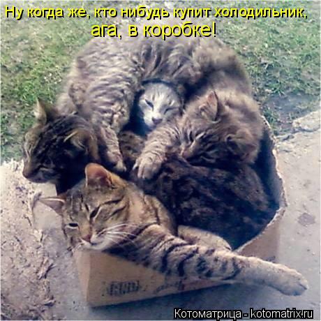 Котоматрица: Ну когда же, кто нибудь купит холодильник,  ага, в коробке!