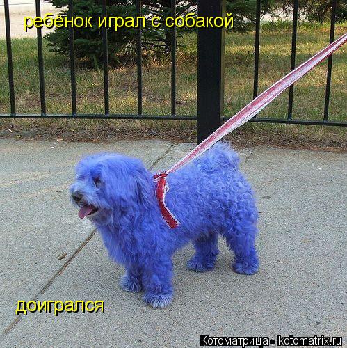 ребёнок играл с собакой доигрался... Котоматрица: ребёнок играл с собакой доигрался