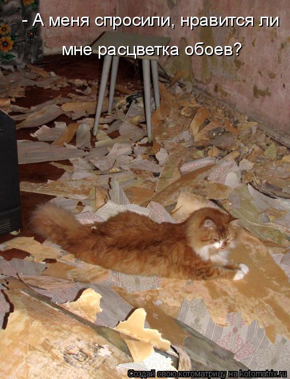 Котоматрица: мне расцветка обоев? - А меня спросили, нравится ли
