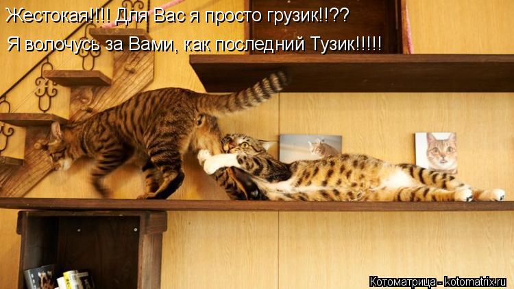 Котоматрица: Я волочусь за Вами, как последний Тузик!!!!! Жестокая!!!! Для Вас я просто грузик!!??
