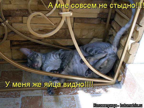 А мне совсем не стыдно!!!! У меня же яйца видно!!!! У меня же яйца видно!!!!... Котоматрица: А мне совсем не стыдно!!!! У меня же яйца видно!!!! У меня же яйца видно!!!!
