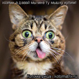 хозяин,а давай мы мне ту мышку купим!... Котоматрица: хозяин,а давай мы мне ту мышку купим!