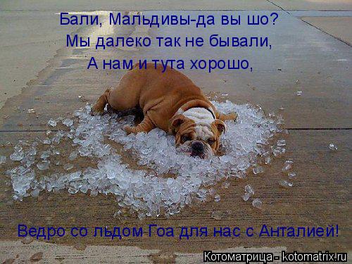 Котоматрица: Бали, Мальдивы-да вы шо? Мы далеко так не бывали, А нам и тута хорошо, Ведро со льдом Гоа для нас с Анталией!