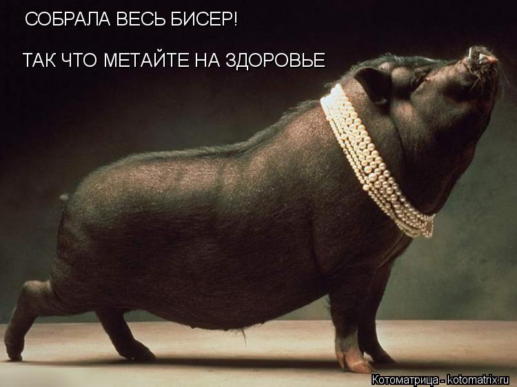 СОБРАЛА ВЕСЬ БИСЕР! ТАК ЧТО МЕТАЙТЕ НА ЗДОРОВЬЕ... Котоматрица: СОБРАЛА ВЕСЬ БИСЕР! ТАК ЧТО МЕТАЙТЕ НА ЗДОРОВЬЕ