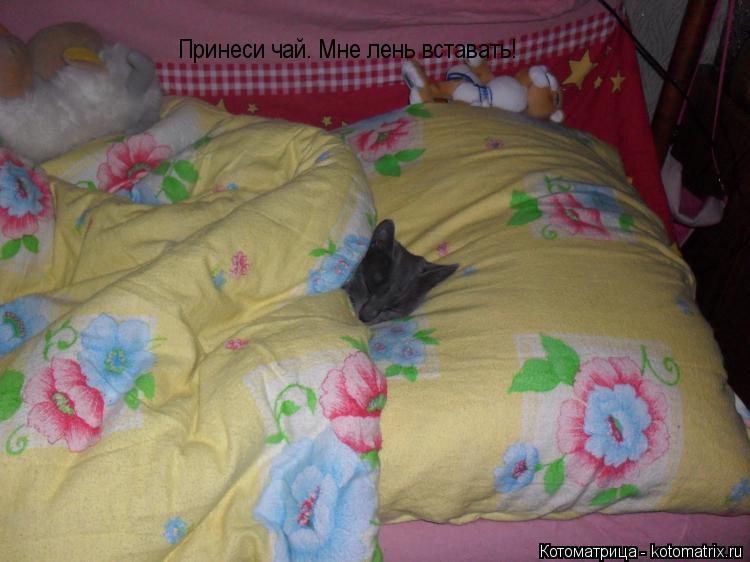 Принеси чай. Мне лень вставать!... Котоматрица: Принеси чай. Мне лень вставать!