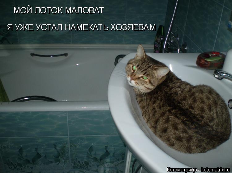 МОЙ ЛОТОК МАЛОВАТ Я УЖЕ УСТАЛ НАМЕКАТЬ ХОЗЯЕВАМ... Котоматрица: МОЙ ЛОТОК МАЛОВАТ Я УЖЕ УСТАЛ НАМЕКАТЬ ХОЗЯЕВАМ