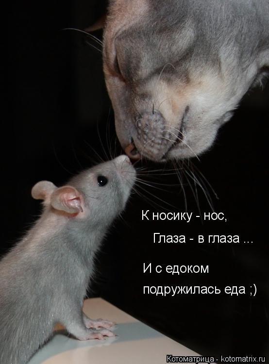Котоматрица: К носику - нос,  Глаза - в глаза ... И с едоком  подружилась еда ;)