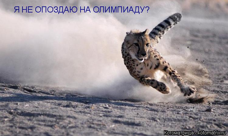 Я НЕ ОПОЗДАЮ НА ОЛИМПИАДУ?... Котоматрица: Я НЕ ОПОЗДАЮ НА ОЛИМПИАДУ?