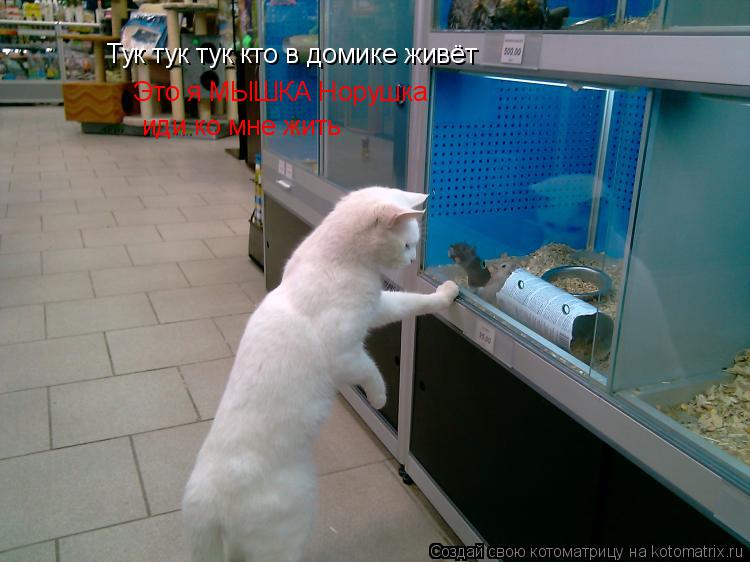 Тук тук тук кто в домике живёт Это я МЫШКА Норушка иди ко мне жить... Котоматрица: Тук тук тук кто в домике живёт Это я МЫШКА Норушка иди ко мне жить