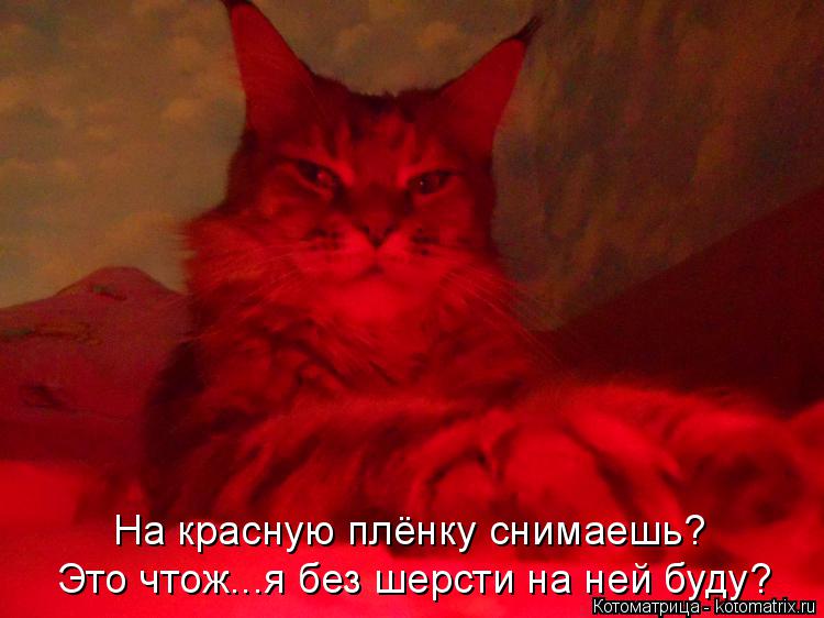 На красную плёнку снимаешь? Это чтож...я без шерсти на ней буду?... Котоматрица: На красную плёнку снимаешь? Это чтож...я без шерсти на ней буду?