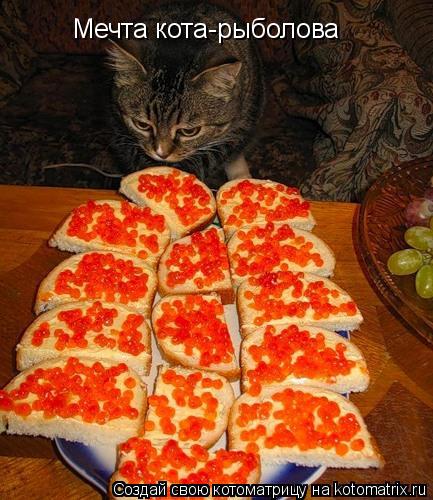 Мечта кота-рыболова... Котоматрица: Мечта кота-рыболова