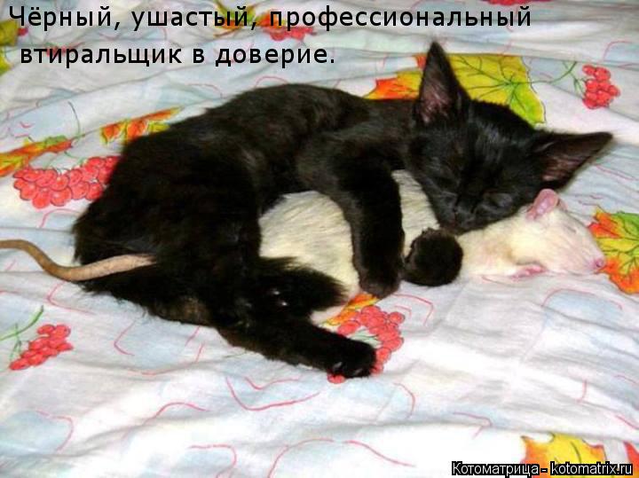 Чёрный, ушастый, профессиональный втиральщик в доверие.... Котоматрица: Чёрный, ушастый, профессиональный втиральщик в доверие.