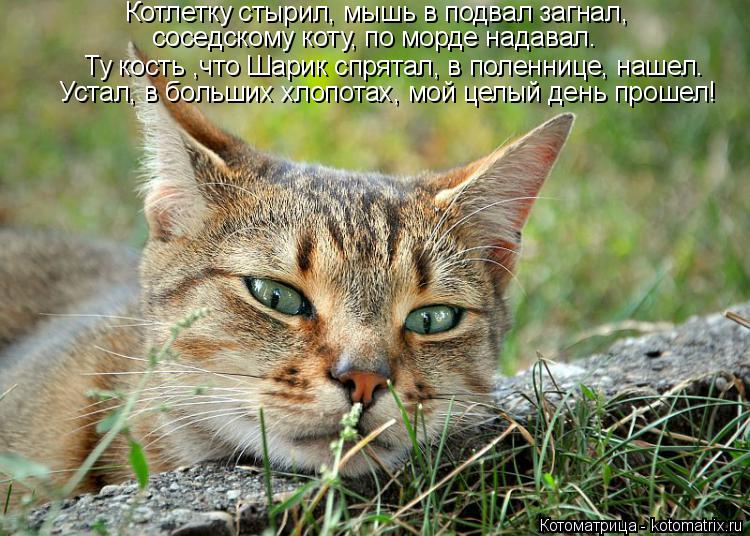 Котлетку стырил, мышь в подвал загнал, соседскому коту, по морде надавал. Ту кость ,что Шарик спрятал... Котоматрица: Котлетку стырил, мышь в подвал загнал, соседскому коту, по морде надавал. Ту кость ,что Шарик спрятал, в поленнице, нашел. Устал, в больших хло