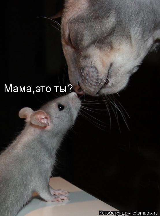 Мама,это ты?... Котоматрица: Мама,это ты?