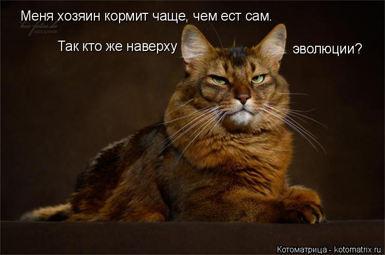 Меня хозяин кормит чаще, чем ест сам. эволюции? Так кто же наверху... Котоматрица: Меня хозяин кормит чаще, чем ест сам. эволюции? Так кто же наверху