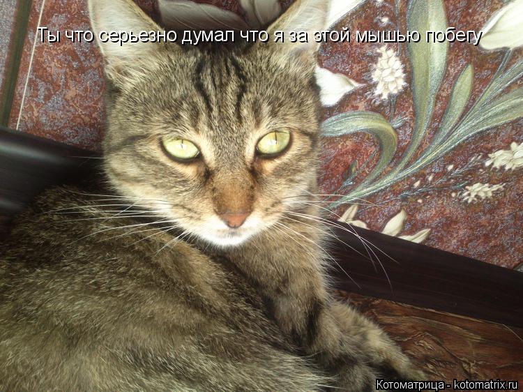 Ты что серьезно думал что я за этой мышью побегу... Котоматрица: Ты что серьезно думал что я за этой мышью побегу