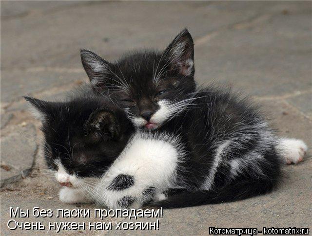 Котоматрица: Очень нужен нам хозяин! Мы без ласки пропадаем!