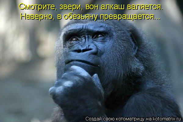 Котоматрица: Смотрите, звери, вон алкаш валяется. Наверно, в обезьяну превращается...