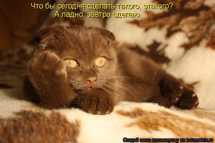 Котоматрица: Что бы сегодня сделать такого, этакого? А ладно, завтра сделаю.