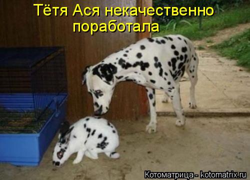 Тётя Ася некачественно поработала... Котоматрица: Тётя Ася некачественно поработала